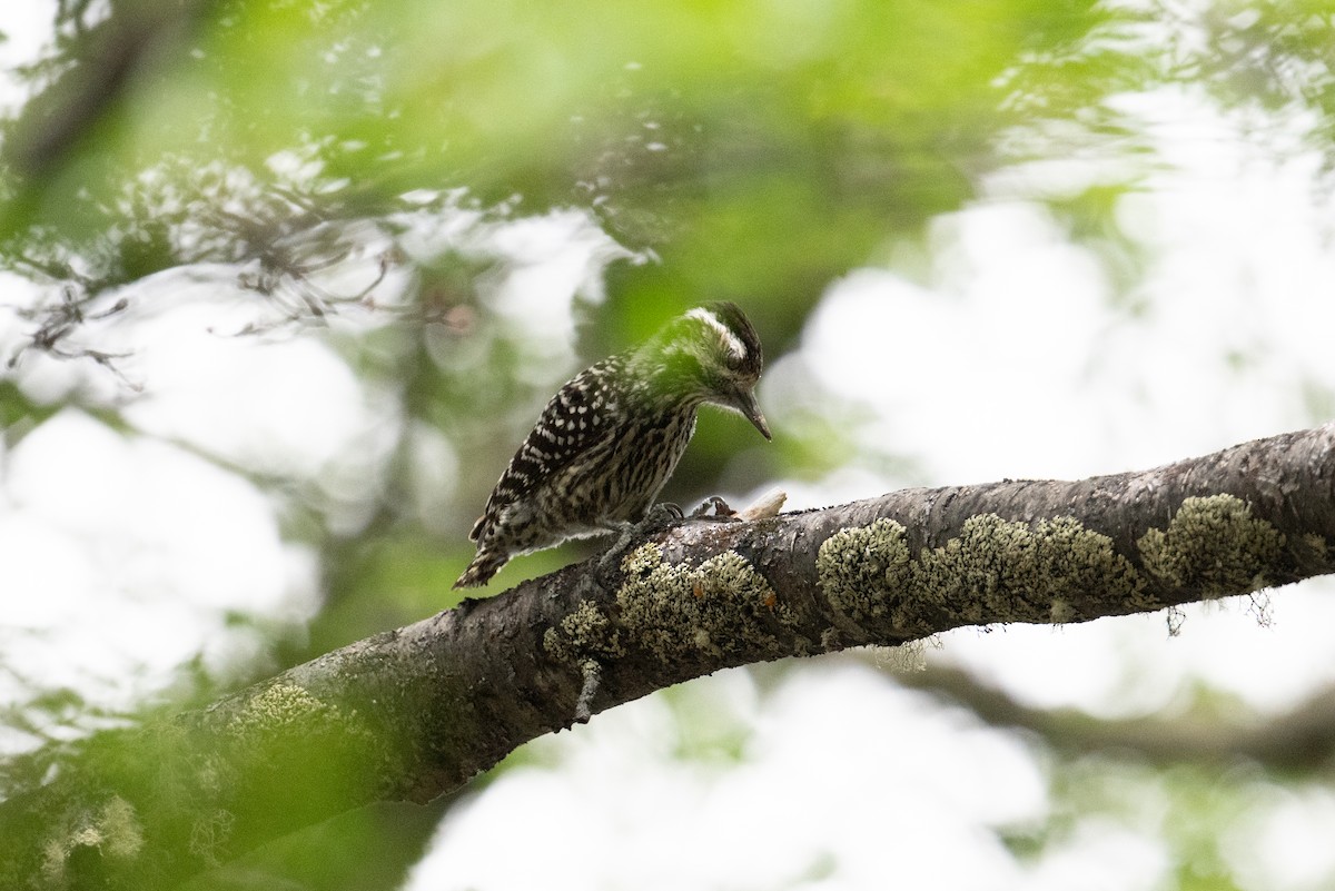 Striped Woodpecker - ML617901567