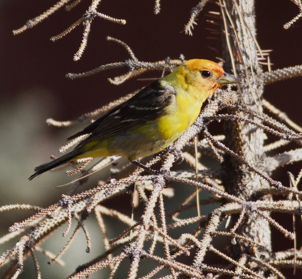 Western Tanager - ML617901578