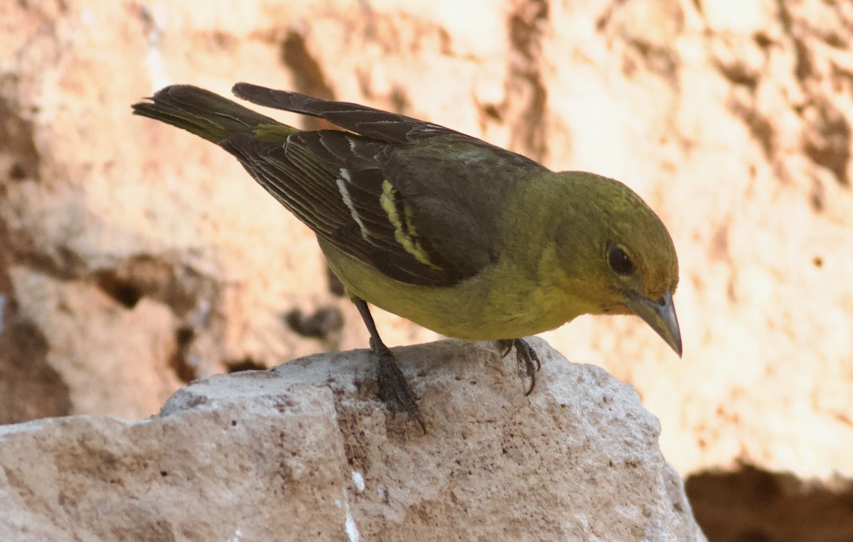 Western Tanager - ML617901580