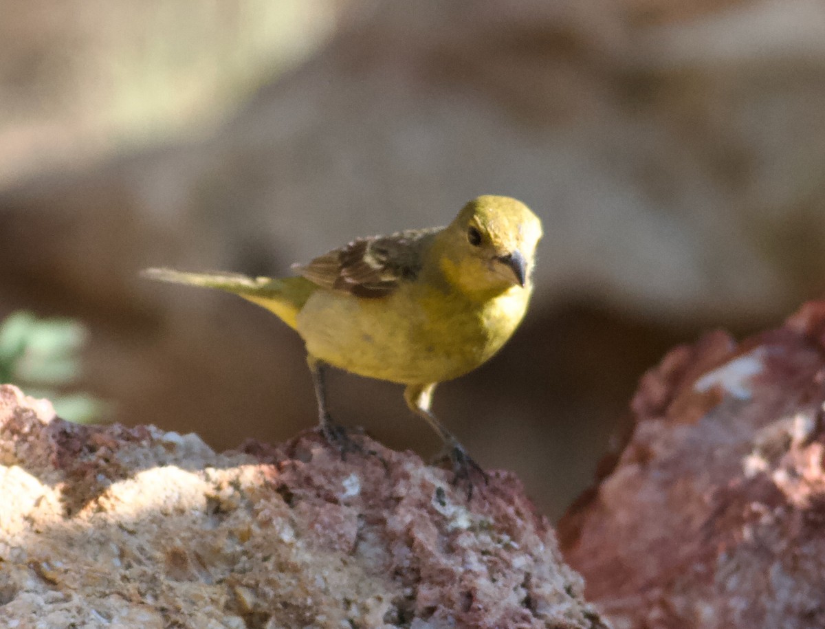Western Tanager - ML617901593