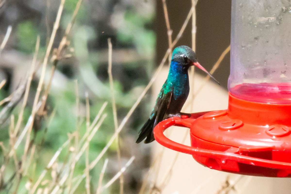 Broad-billed Hummingbird - ML617901598