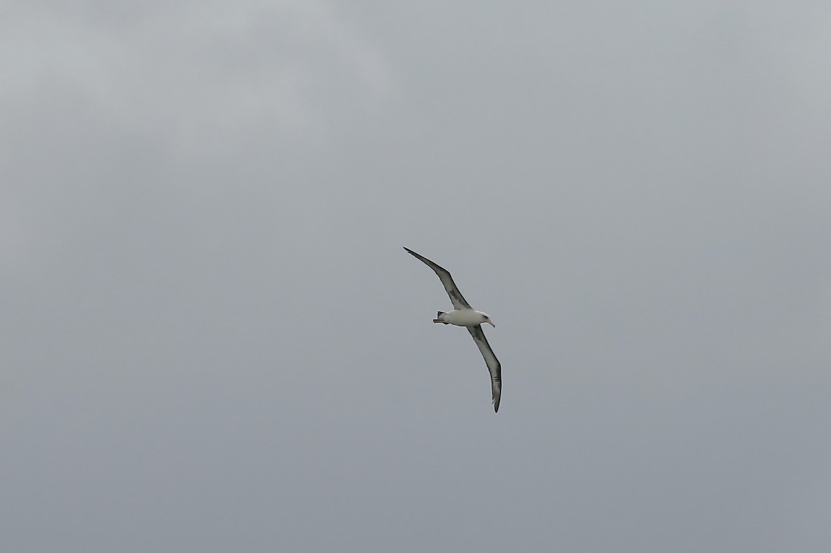 Laysan Albatross - Keith Gress