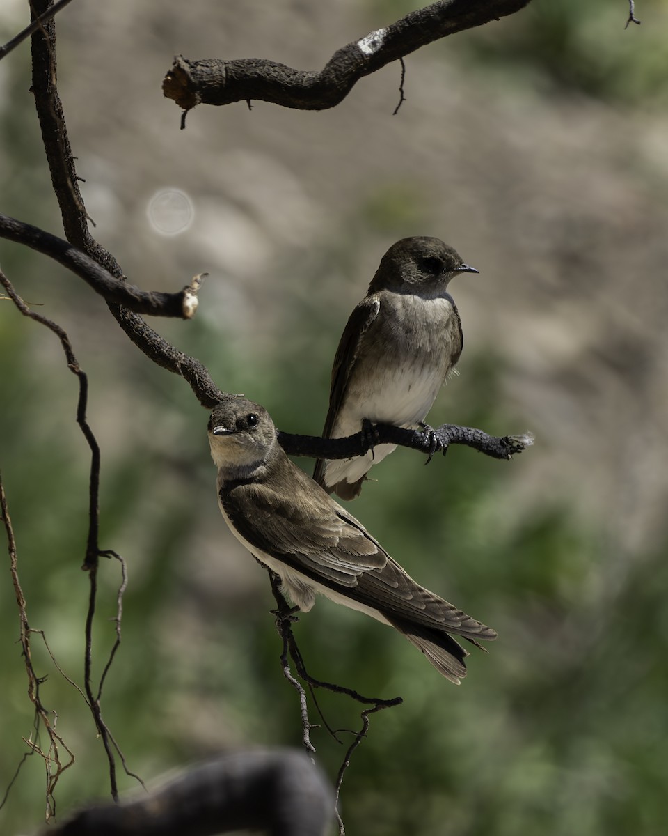 Northern Rough-winged Swallow - ML617901683