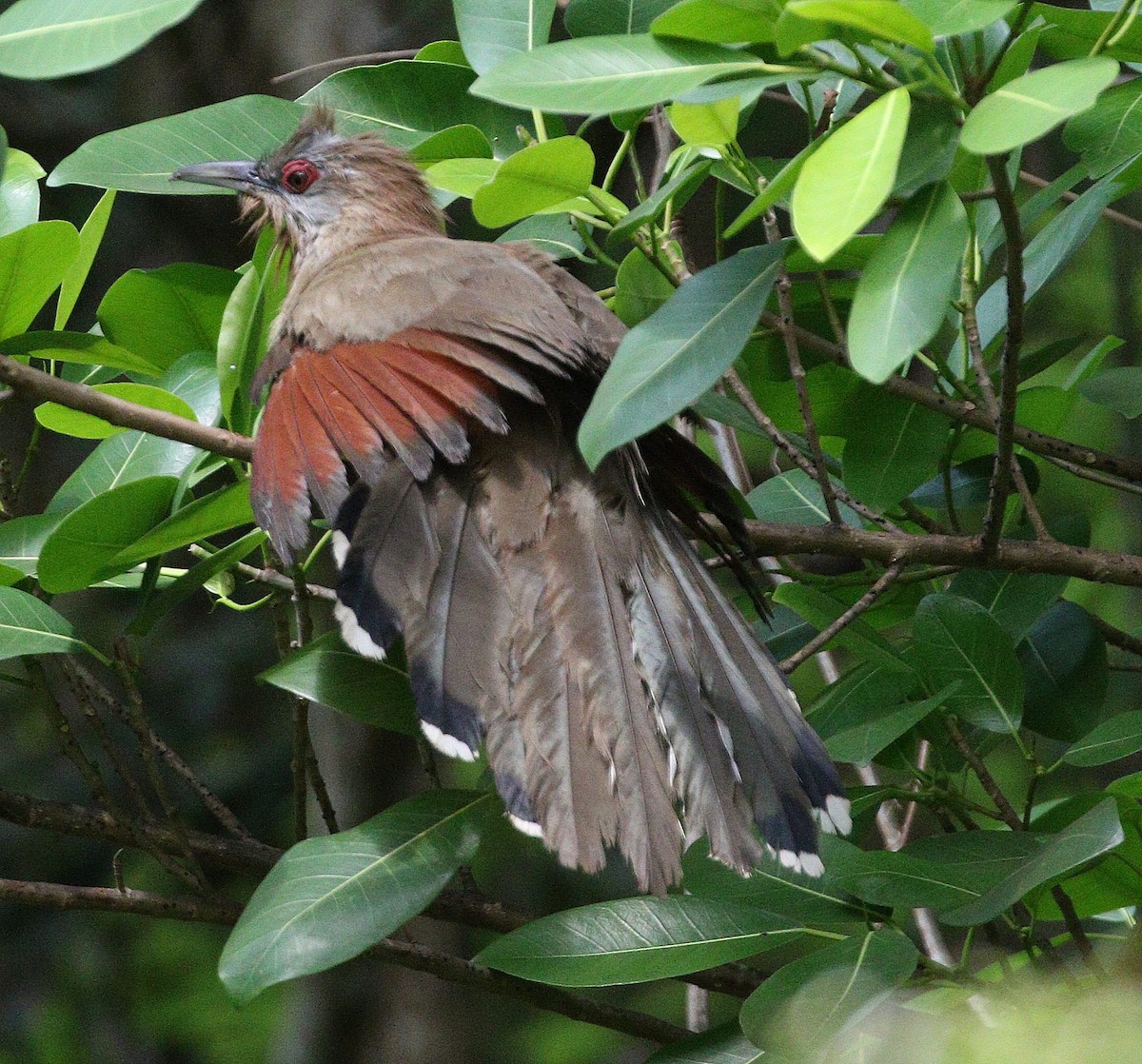 Great Lizard-Cuckoo (Cuban) - ML617901721