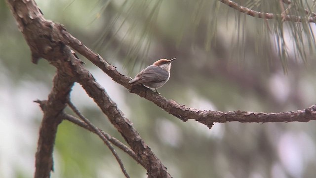 Brown-headed Nuthatch - ML617901740