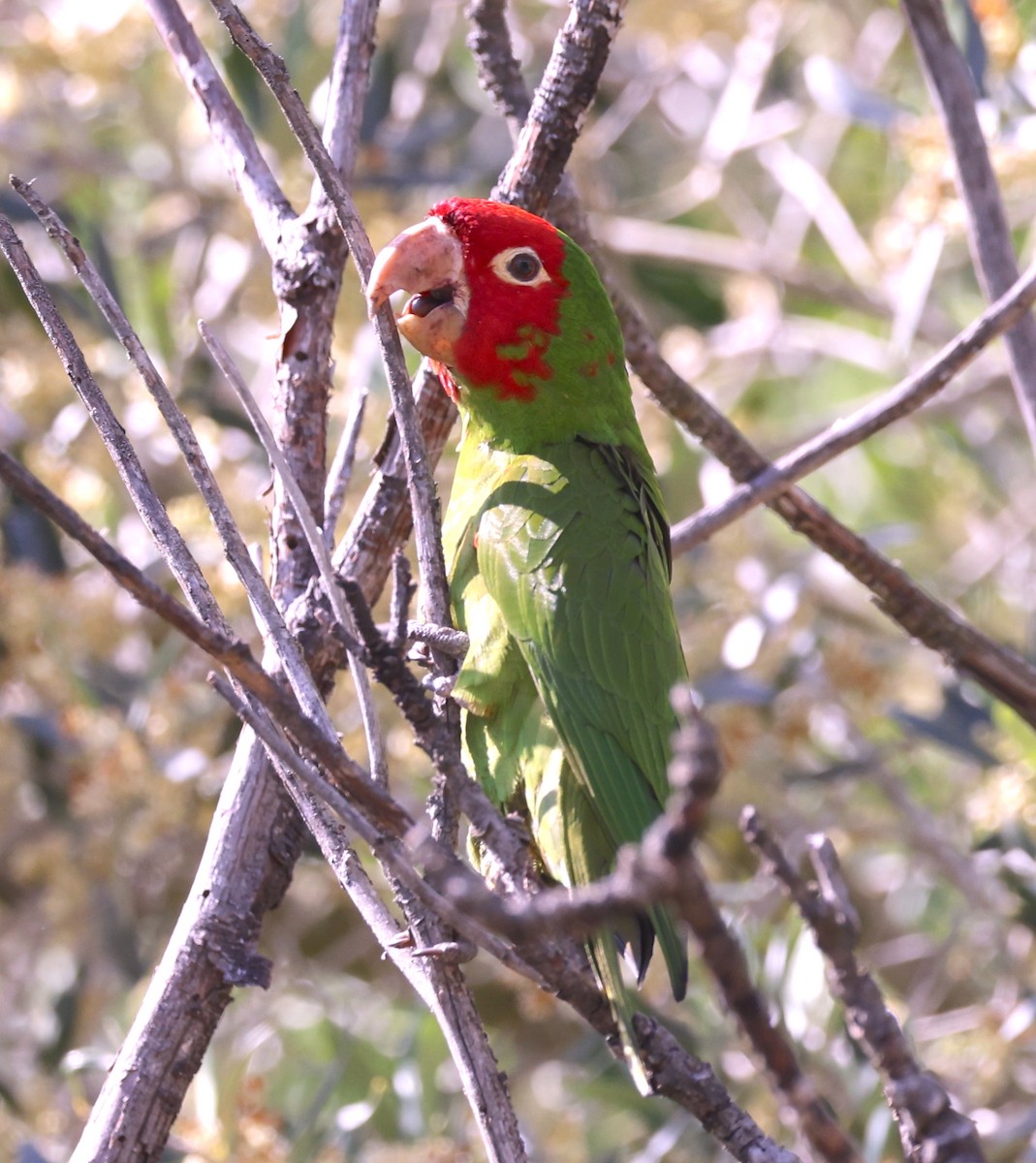 Red-masked Parakeet - Bryan Flaig