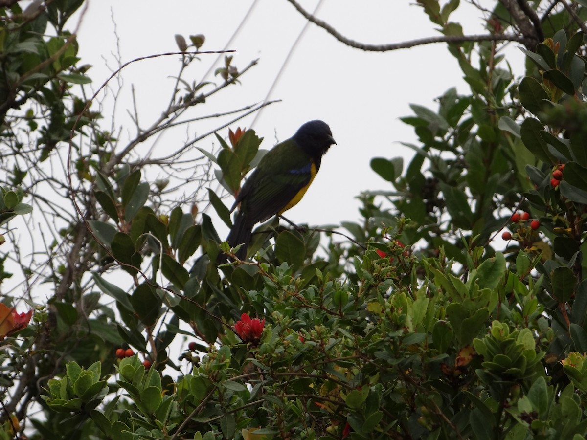 Black-chested Mountain Tanager - ML617901755