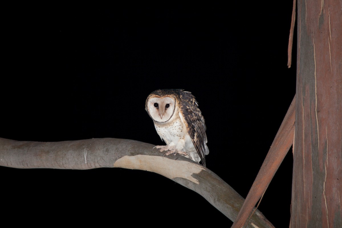 Australian Masked-Owl - ML617901756