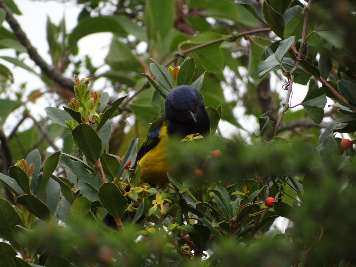 Black-chested Mountain Tanager - ML617901757