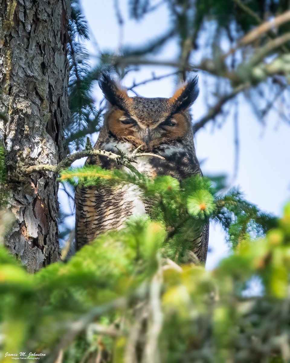 Great Horned Owl - ML617901849