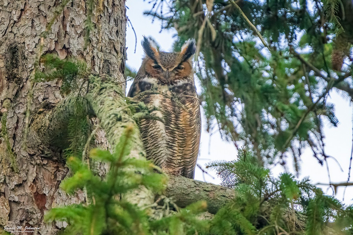 Great Horned Owl - James Johnston