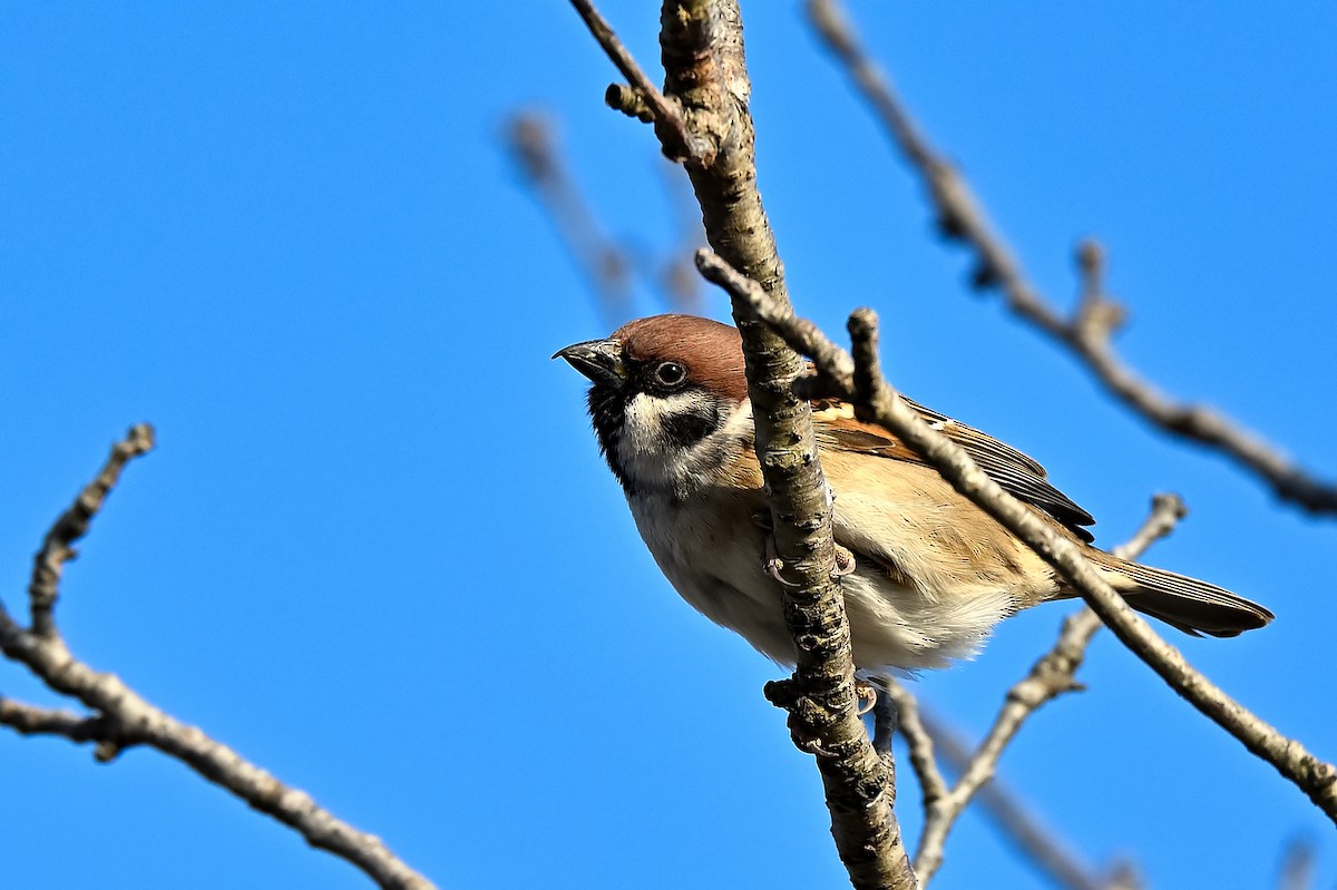 Eurasian Tree Sparrow - ML617901863