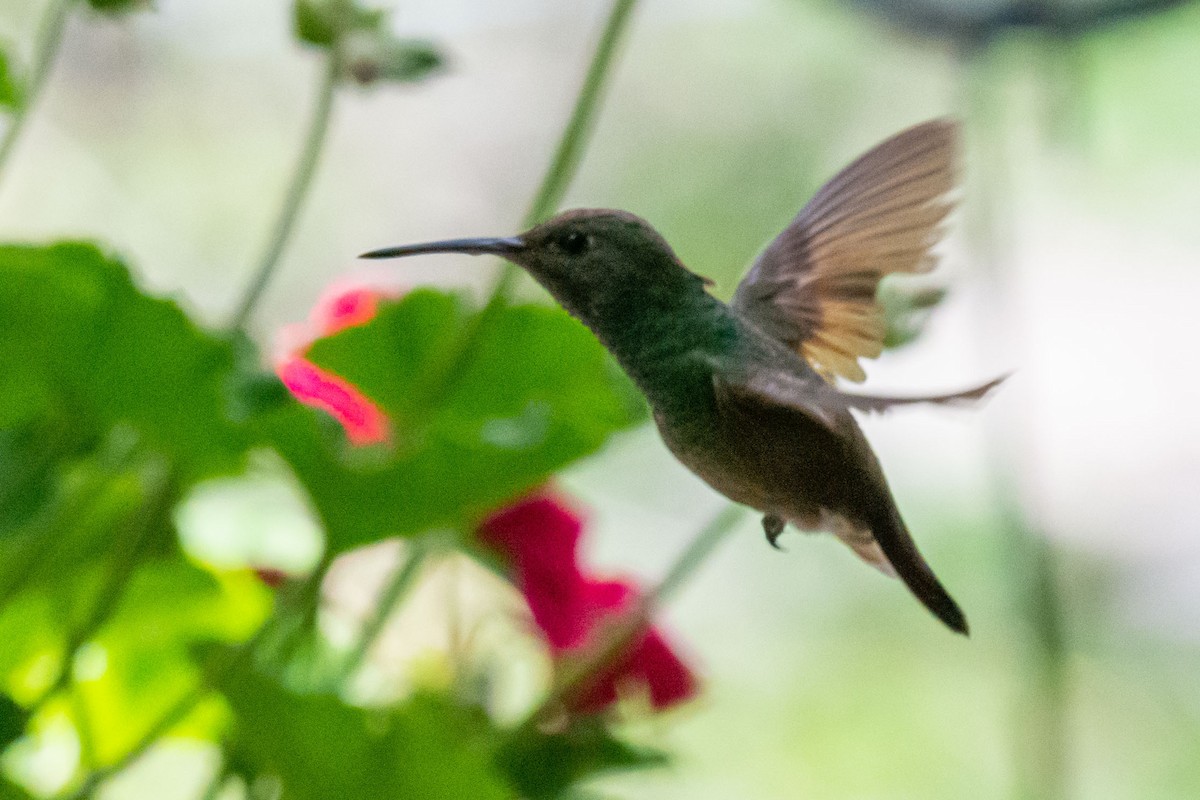 Berylline Hummingbird - Anthony Lee