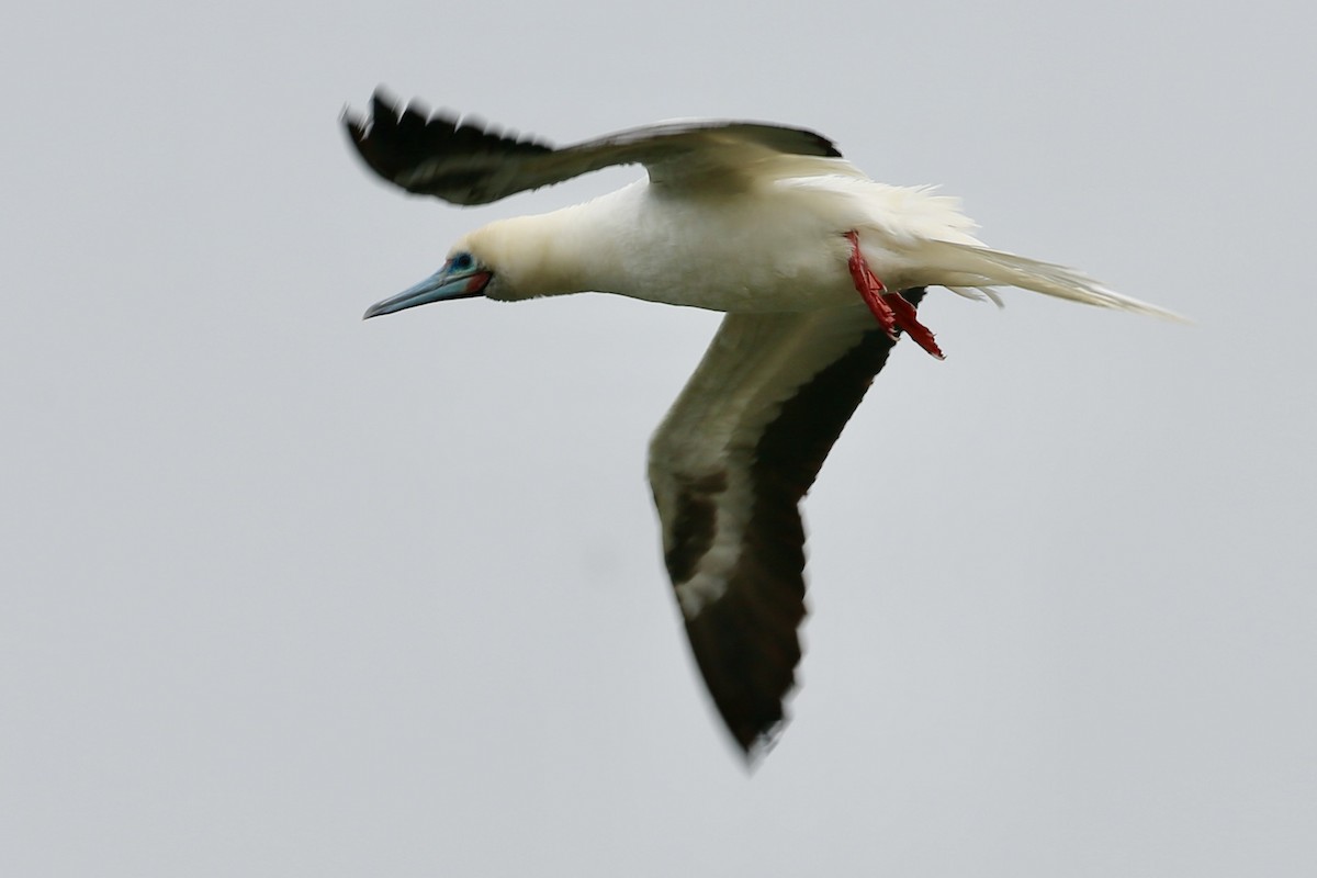 Red-footed Booby - ML617901889