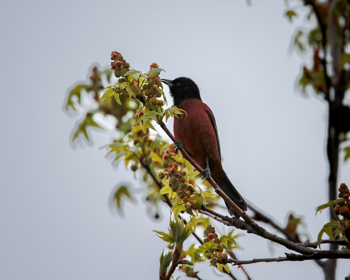 Orchard Oriole (Orchard) - ML617901918