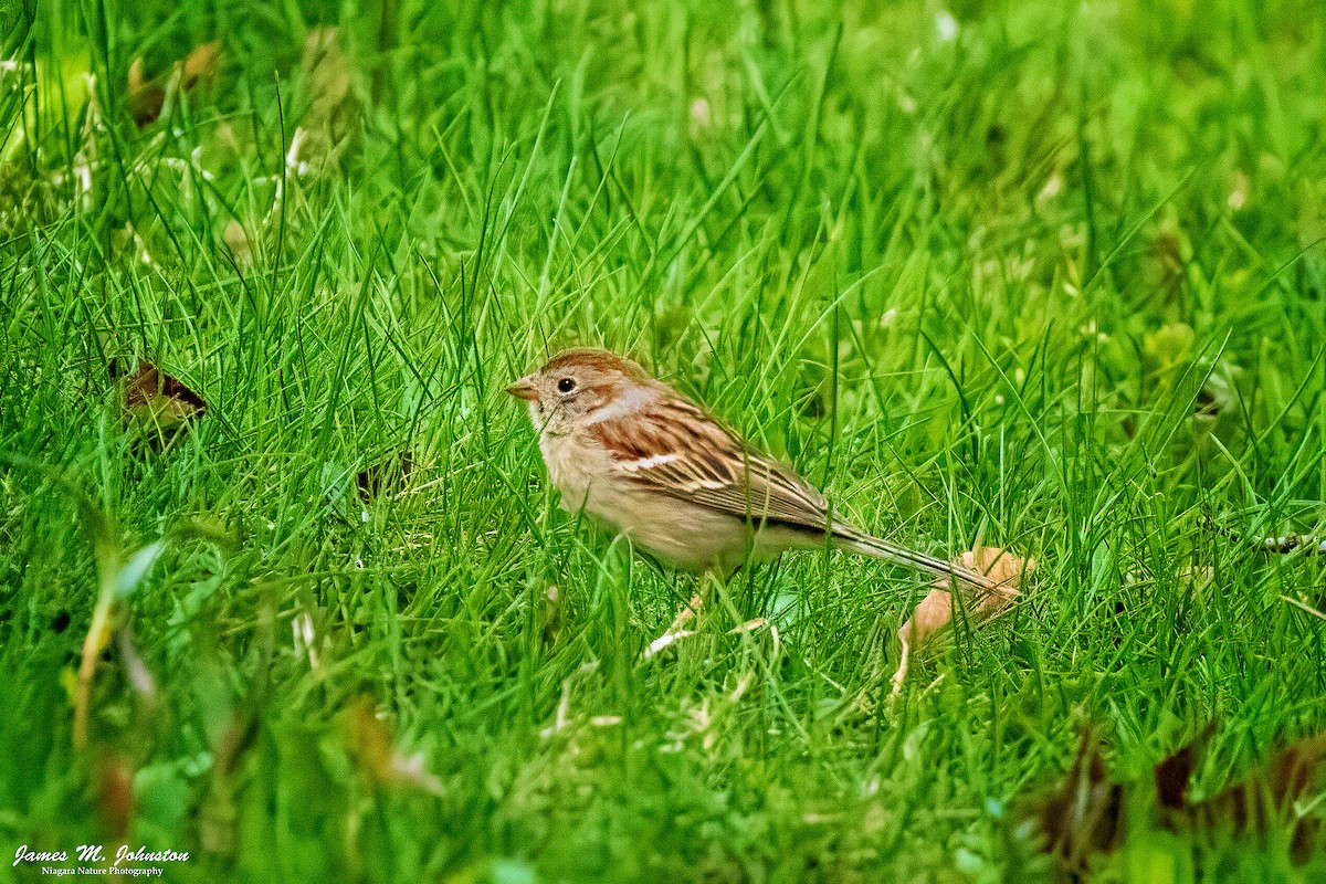 Field Sparrow - ML617901930