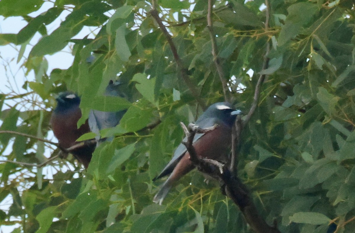 White-browed Woodswallow - ML617901979