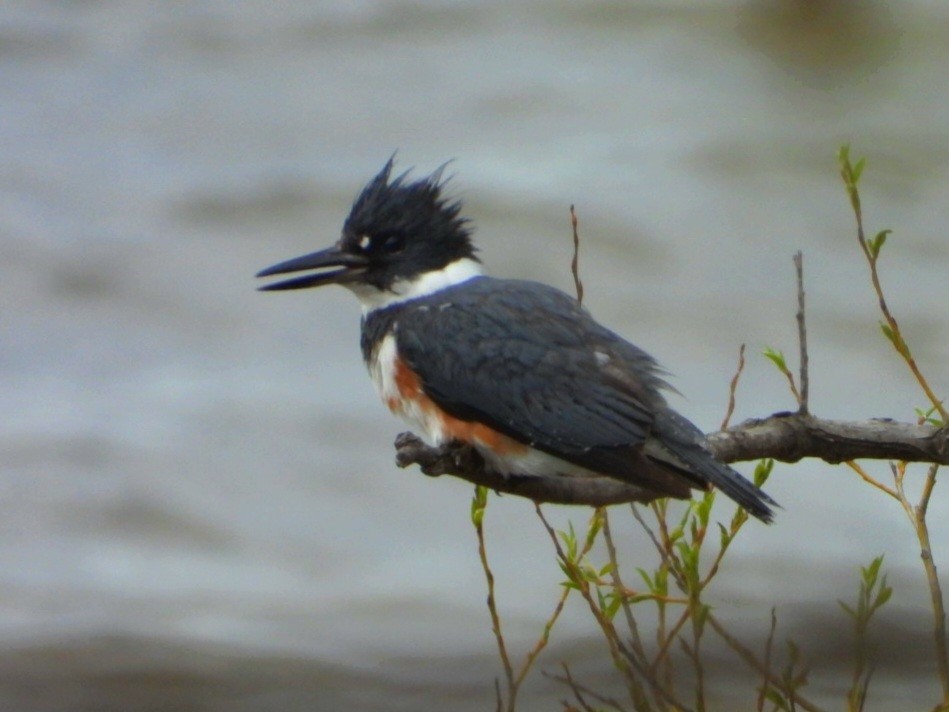 Belted Kingfisher - ML617902009