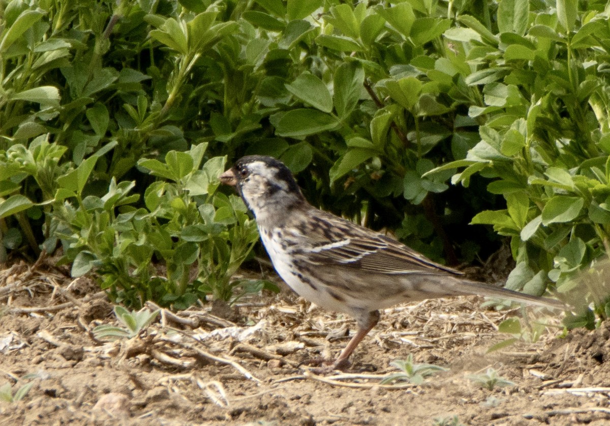 Harris's Sparrow - ML617902024