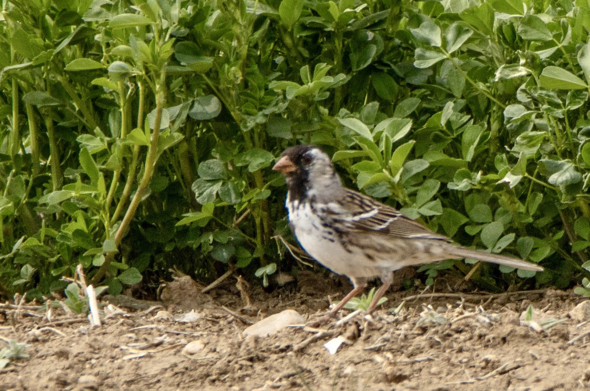 Harris's Sparrow - ML617902034