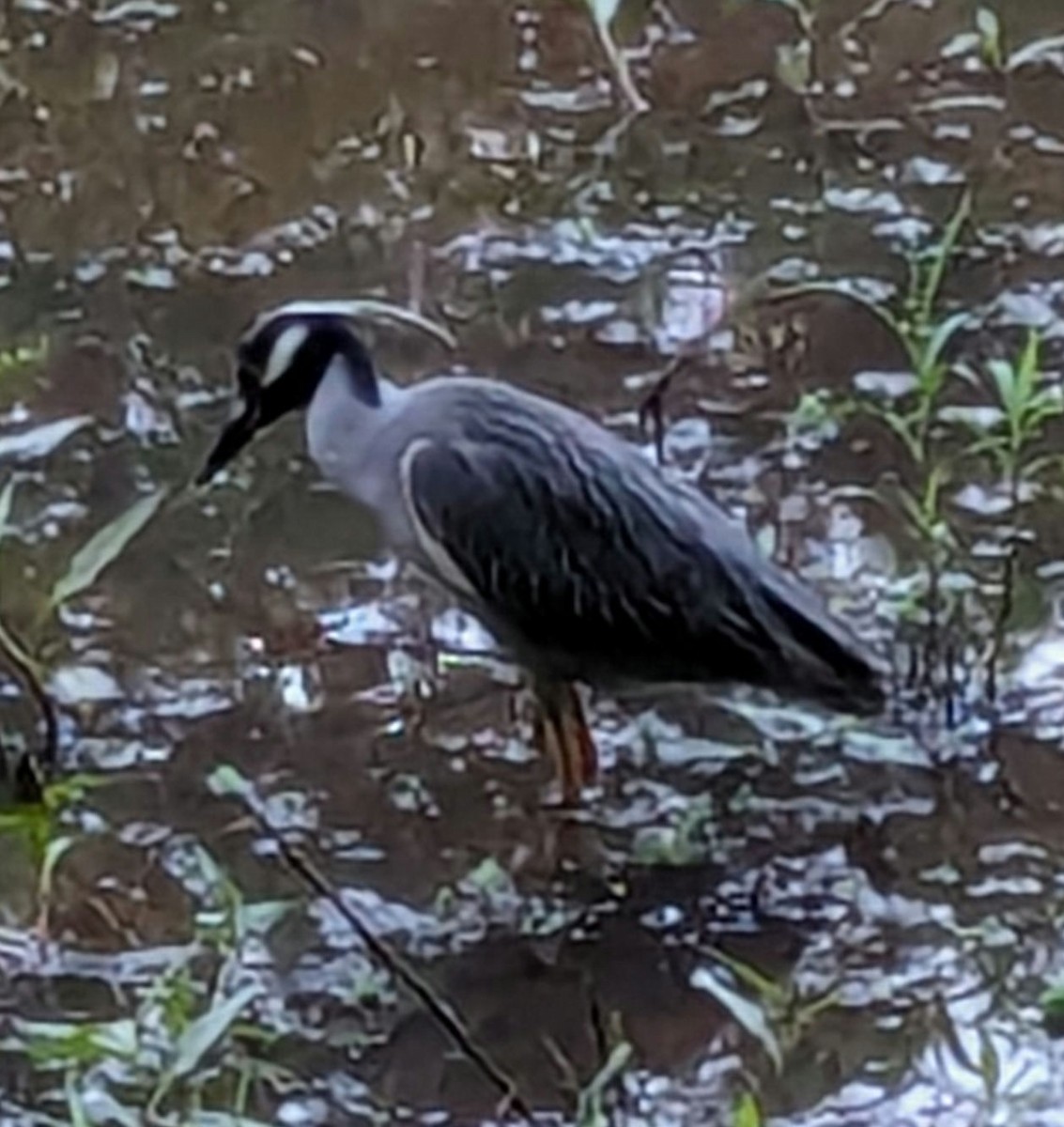 Yellow-crowned Night Heron - Adelle Frank