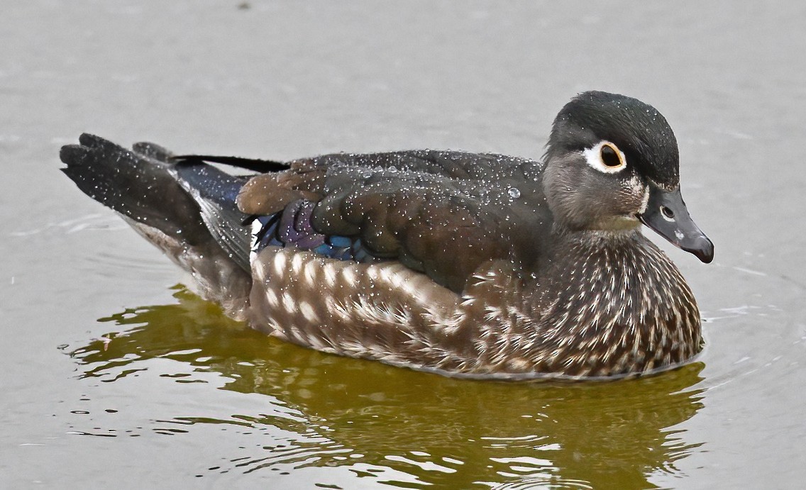 Wood Duck - Brian Avent