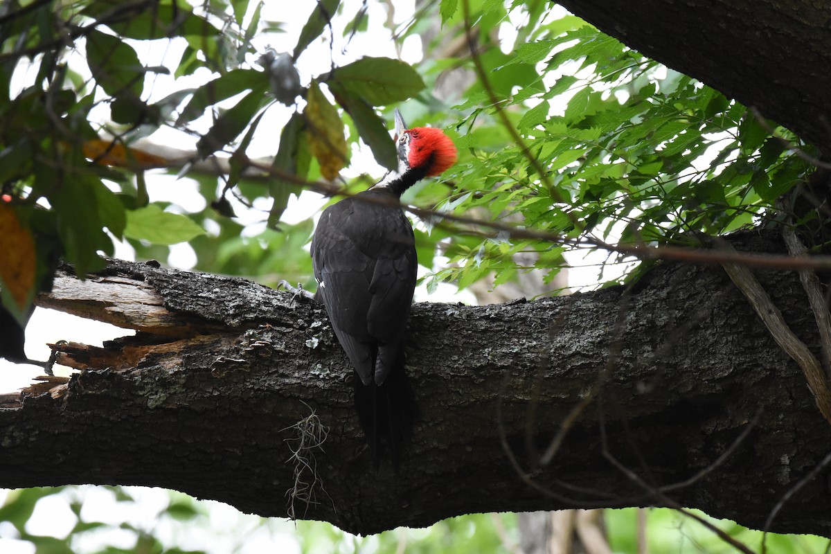 Pileated Woodpecker - ML617902279