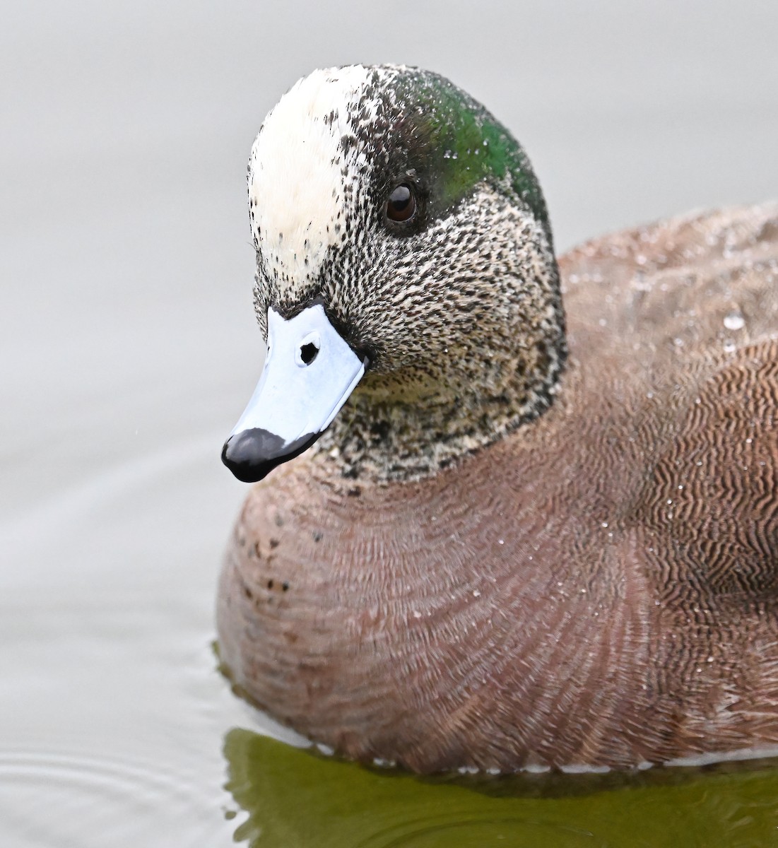 American Wigeon - Brian Avent