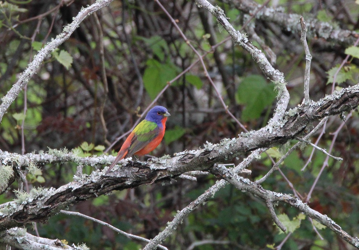 Painted Bunting - ML617902341