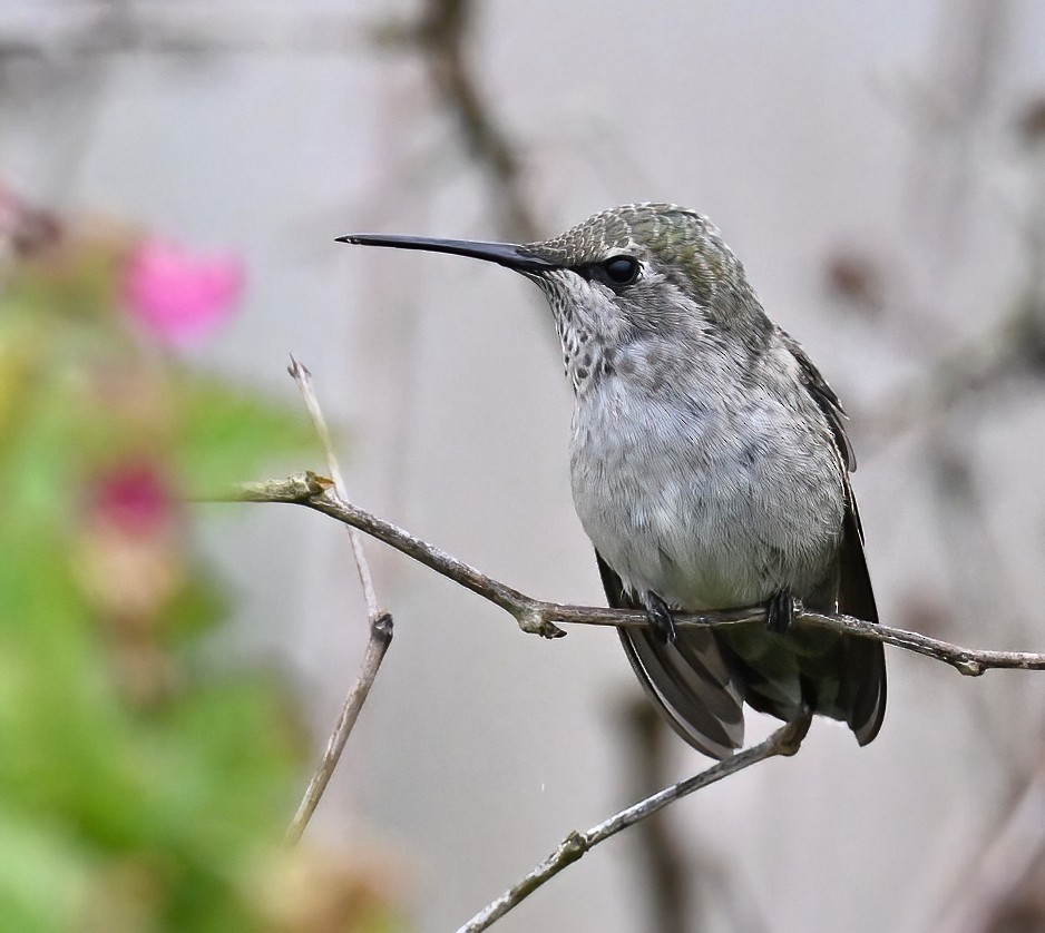 Anna's Hummingbird - ML617902360