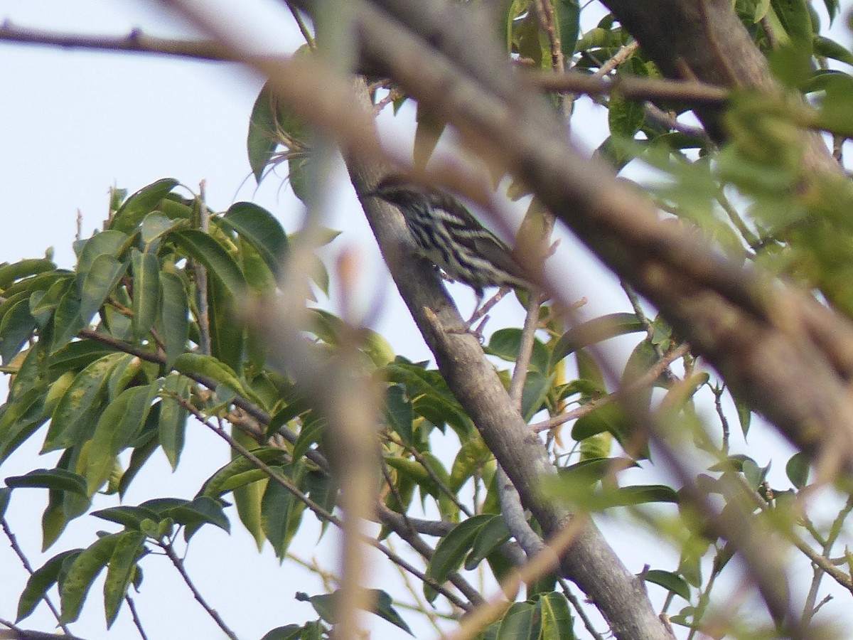 Black-and-white Warbler - ML617902372