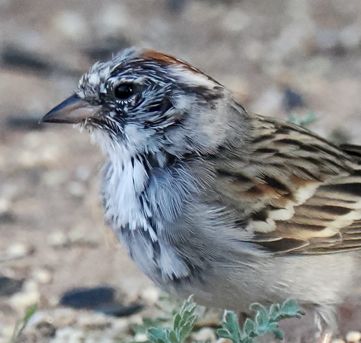 new world sparrow sp. - ML617902379
