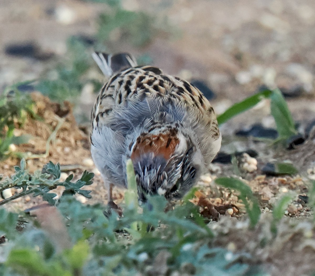 Passerellidae sp. (sparrow sp.) - ML617902380