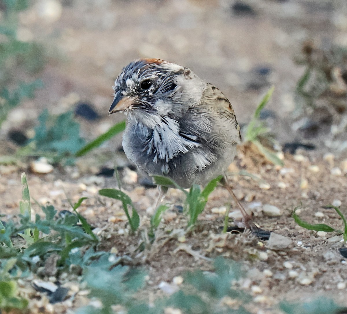 Passerellidae sp. (sparrow sp.) - ML617902381
