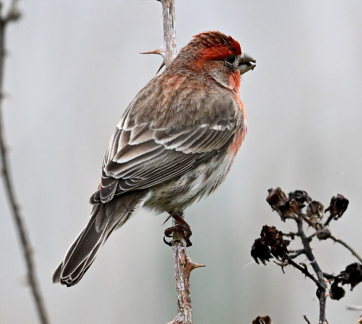 House Finch - Brian Avent
