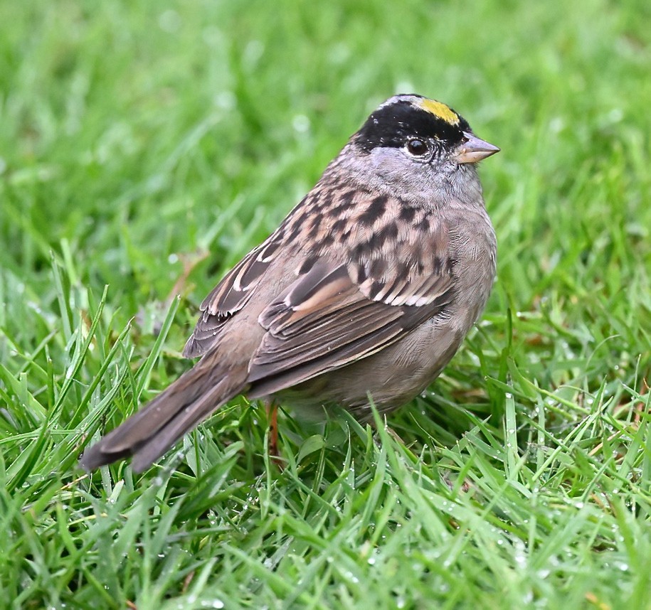 Golden-crowned Sparrow - ML617902459
