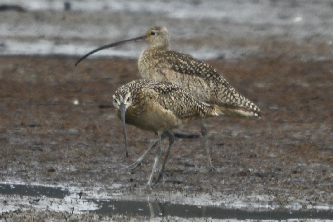 Long-billed Curlew - ML617902460