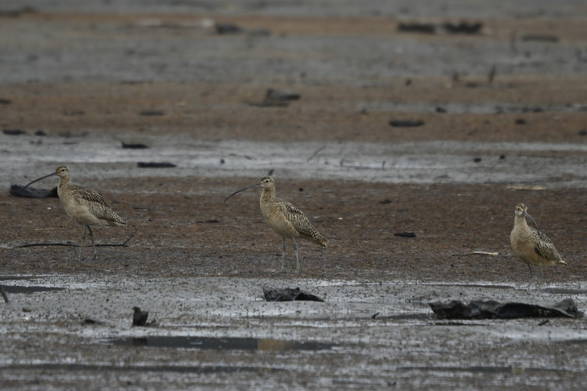 Long-billed Curlew - ML617902461