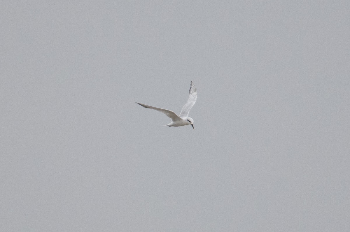 Snowy-crowned Tern - ML617902465