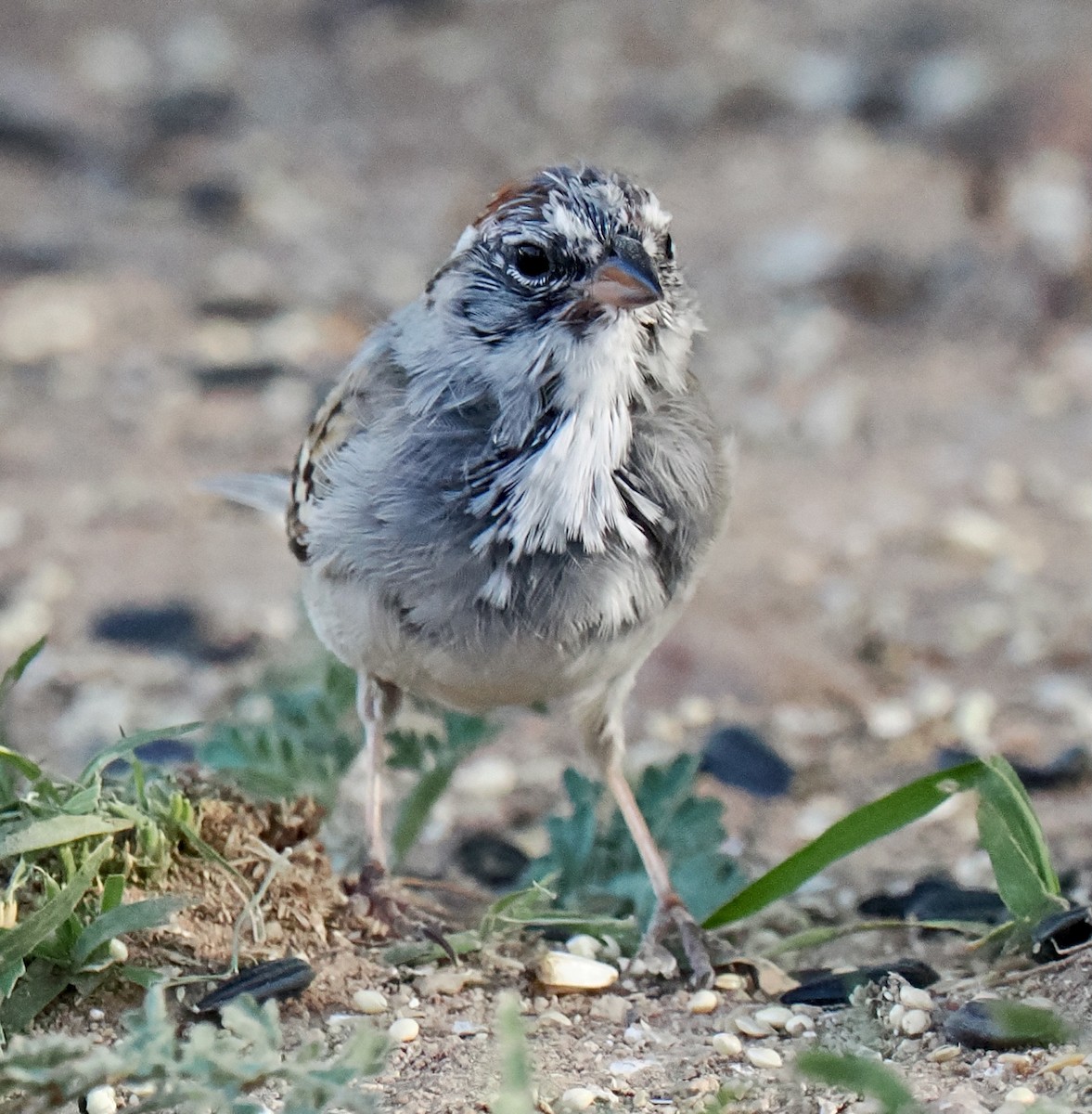 Passerellidae sp. (sparrow sp.) - ML617902474