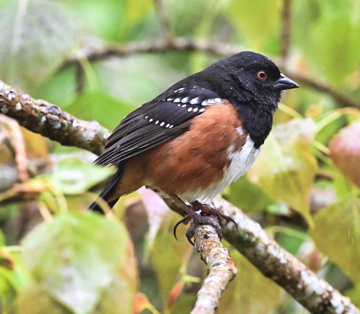 Spotted Towhee - ML617902475