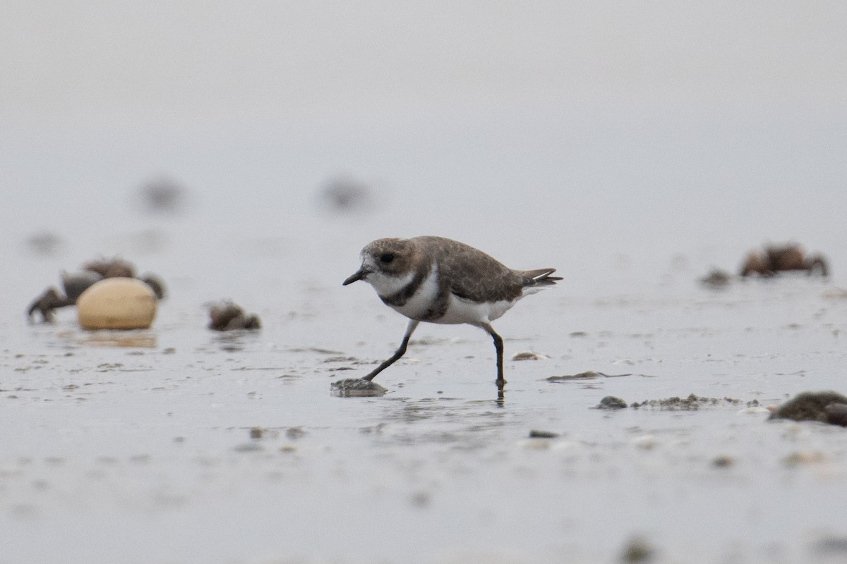 Two-banded Plover - ML617902499