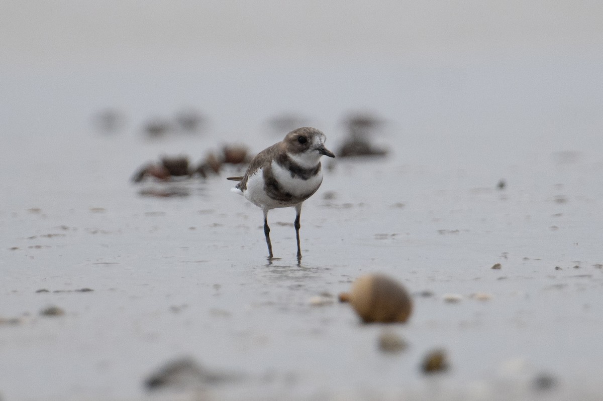 Two-banded Plover - ML617902501