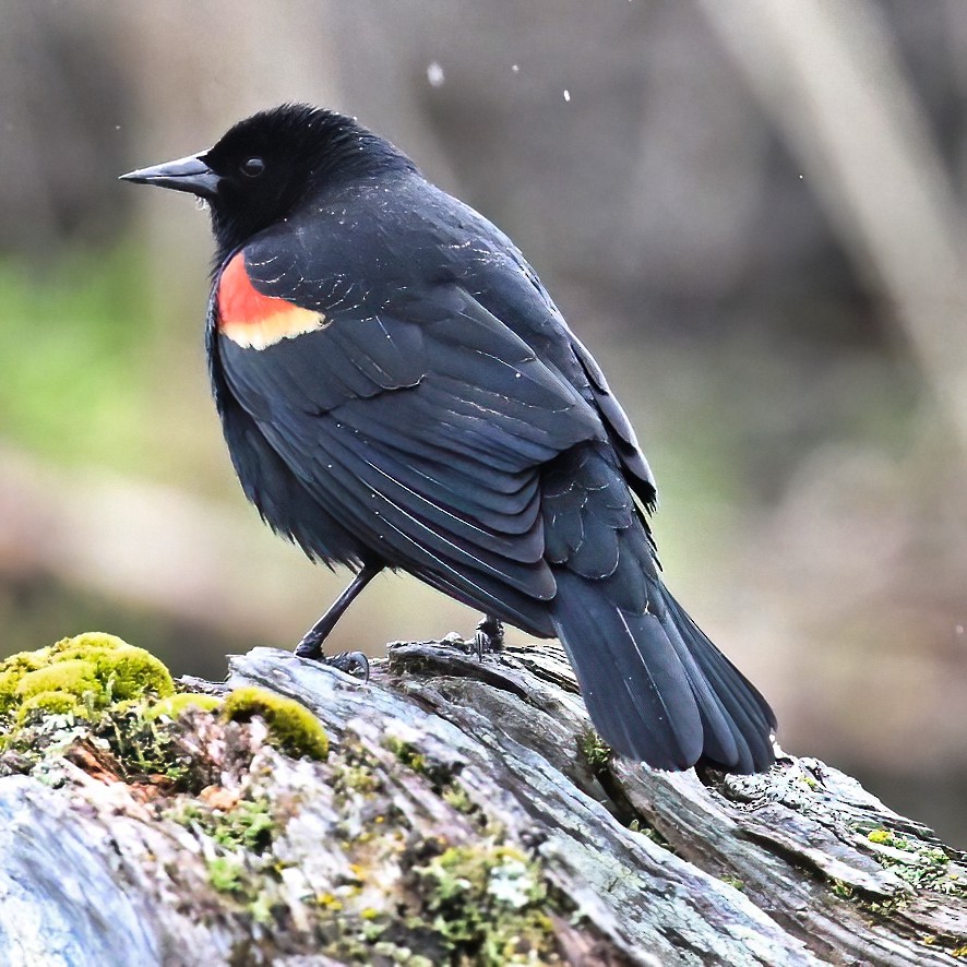 Red-winged Blackbird - Brian Avent