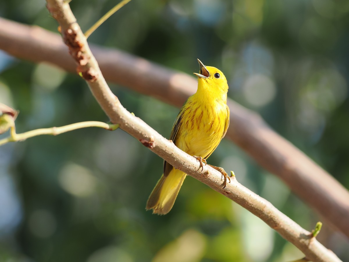Yellow Warbler (Golden) - ML617902555