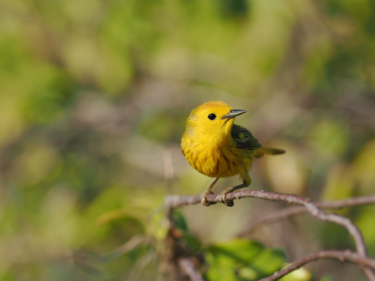 Yellow Warbler (Golden) - Tonja Wight