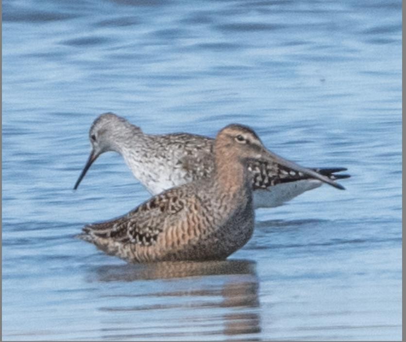 Long-billed Dowitcher - Tom Dougherty