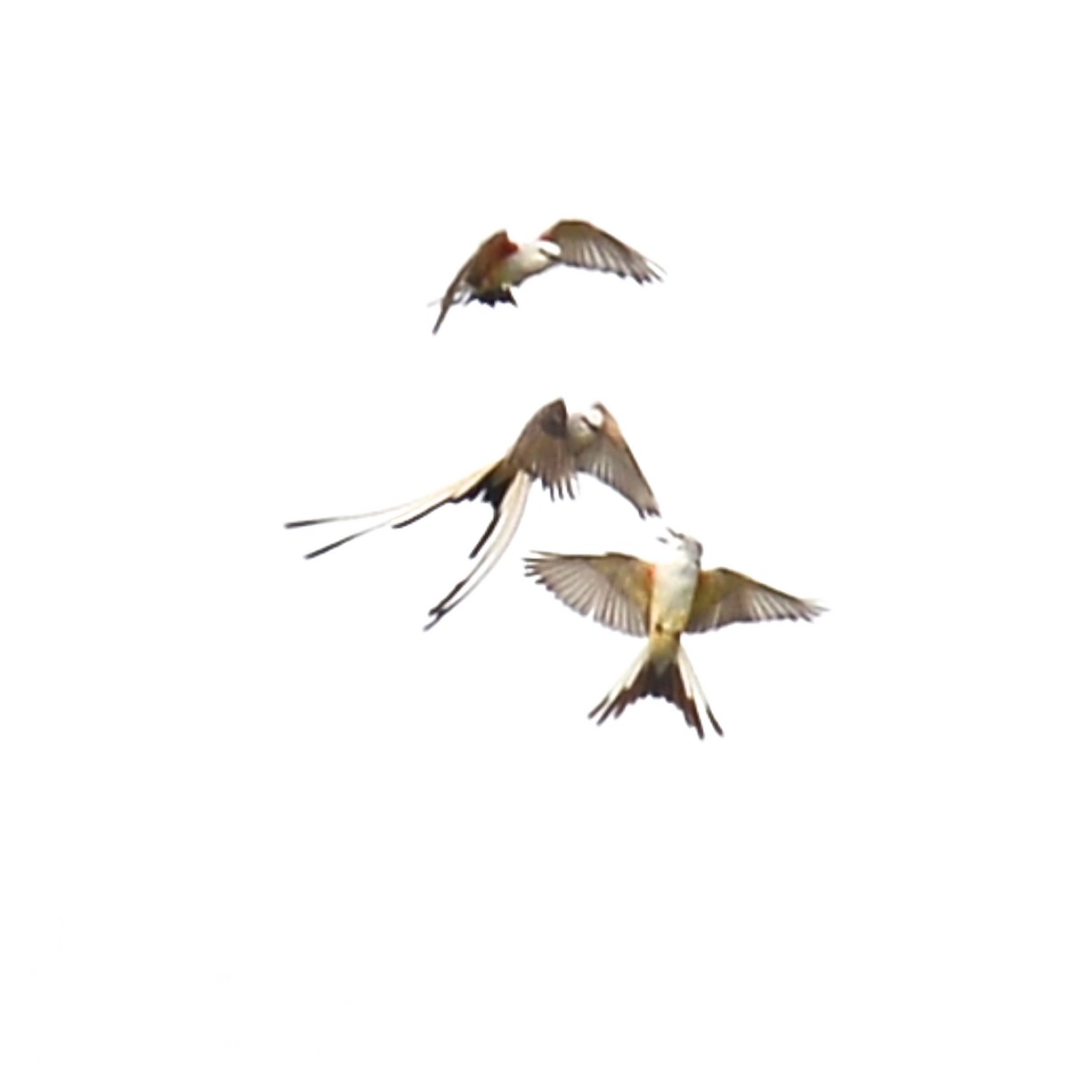 Scissor-tailed Flycatcher - ML617902611