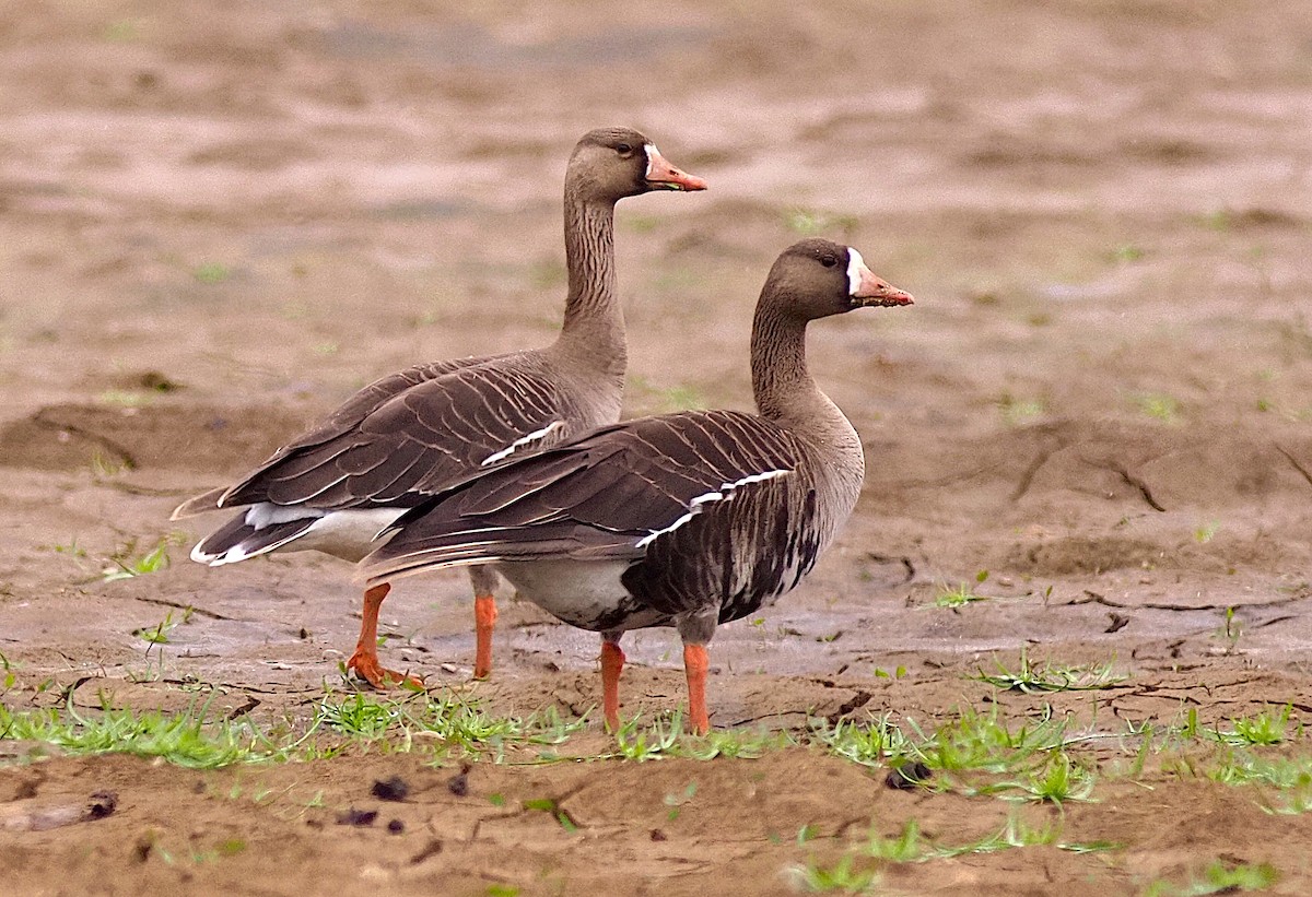 Greater White-fronted Goose - ML617902637