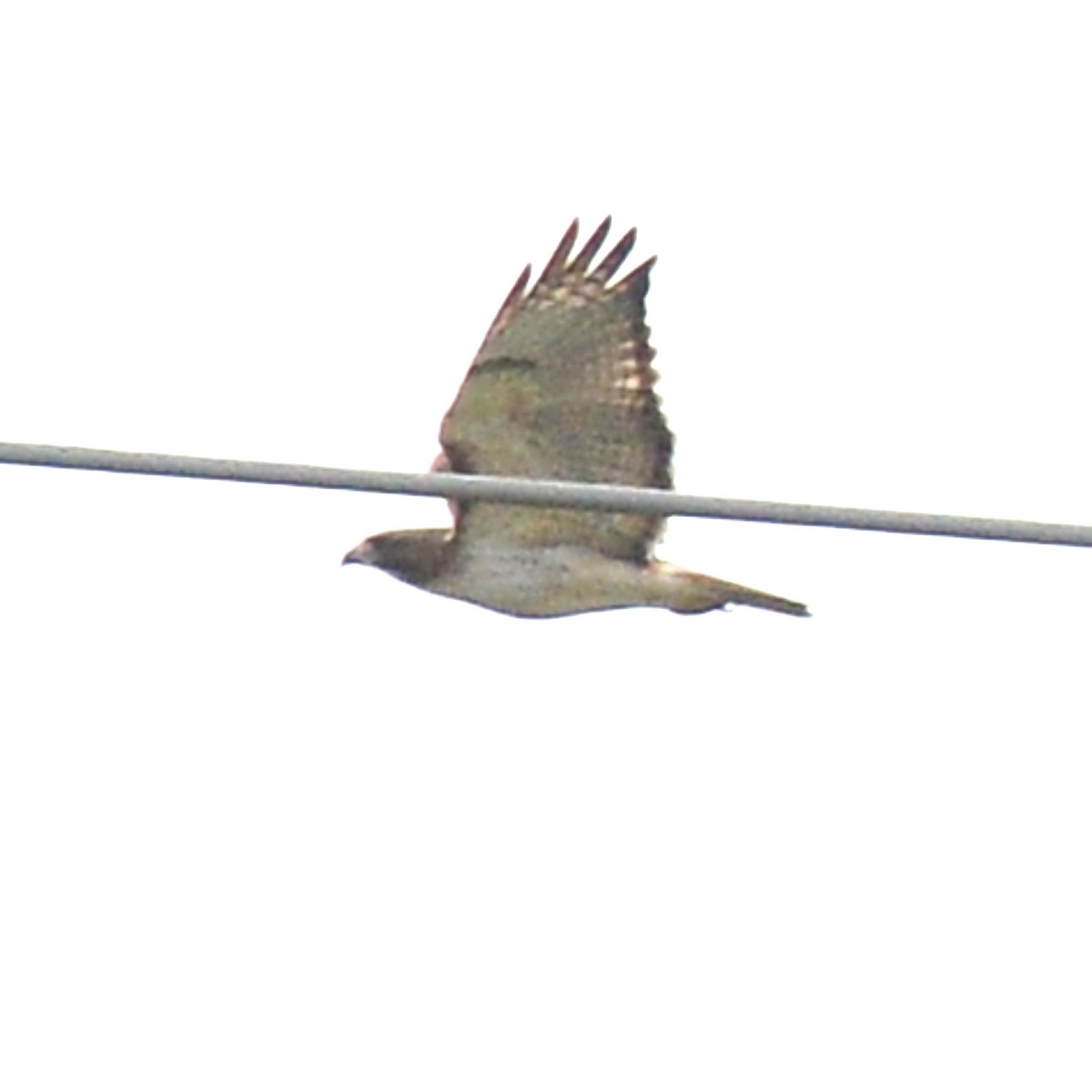 Red-tailed Hawk - ML617902647